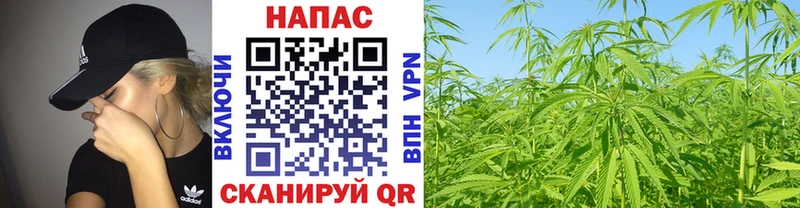 Конопля Bruce Banner  Купить  Солнечногорск 